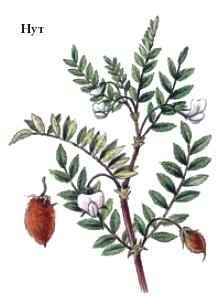 Энциклопедия «Биология». Часть 2. М – Я (с иллюстрациями) - n_025.jpg