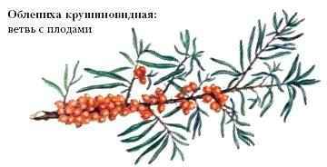 Энциклопедия «Биология». Часть 2. М – Я (с иллюстрациями) - o_001.jpg