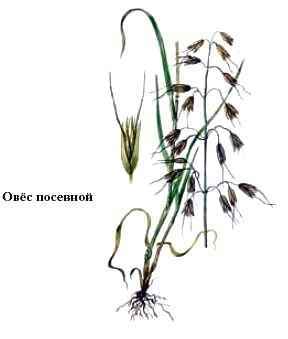 Энциклопедия «Биология». Часть 2. М – Я (с иллюстрациями) - o_002.jpg