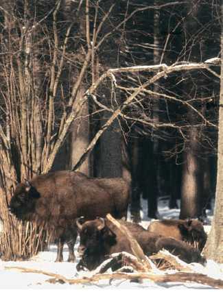 Энциклопедия «География». Часть 1. А – Л (с иллюстрациями) - b019.jpg