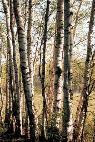 Энциклопедия «География». Часть 1. А – Л (с иллюстрациями) - b026.jpg