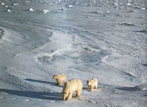 Энциклопедия «География». Часть 2. М – Я (с иллюстрациями) - a038.jpg