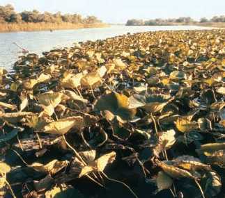 Энциклопедия «География». Часть 2. М – Я (с иллюстрациями) - a040.jpg