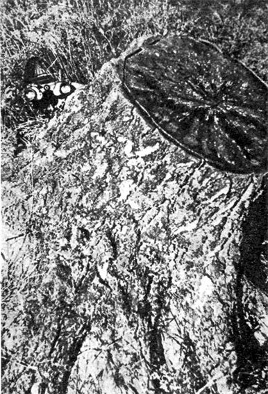 Меткие стрелки - pic_207.jpg