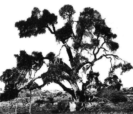 Человек с яйцом. Жизнь и мнения Александра Проханова - i_022.jpg