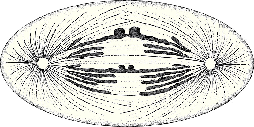 После человека. Зоология будущего - i_005.png