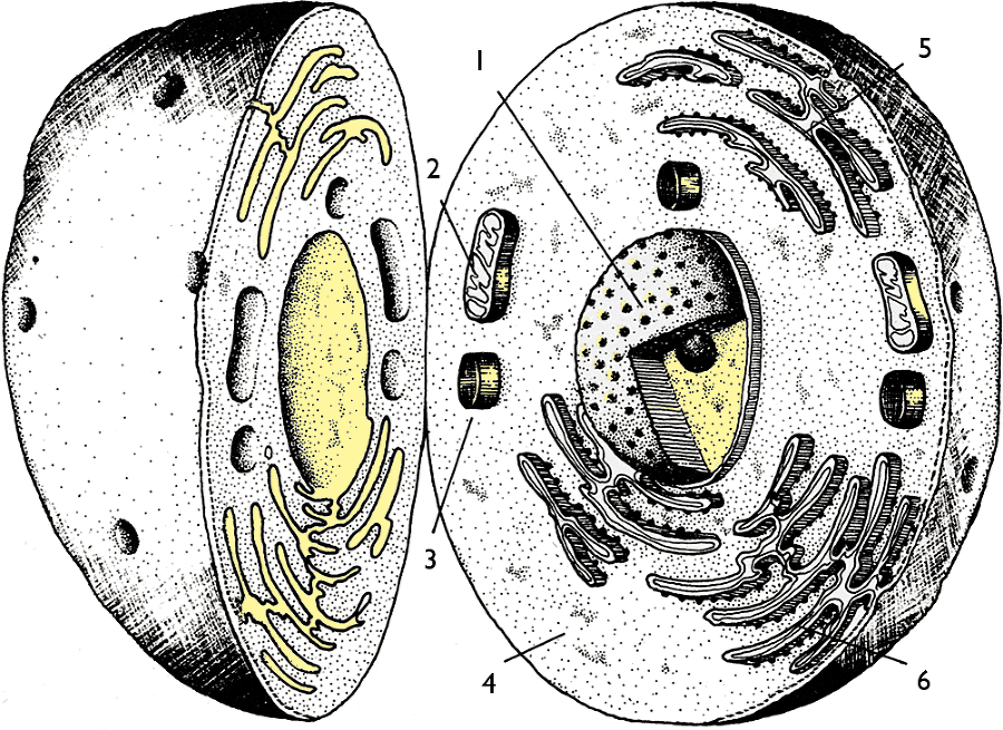 После человека. Зоология будущего - i_007.png