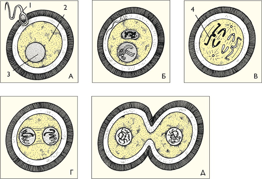 После человека. Зоология будущего - i_008.png