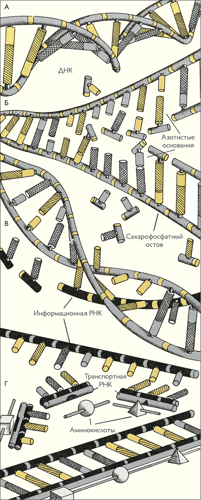 После человека. Зоология будущего - i_009.png