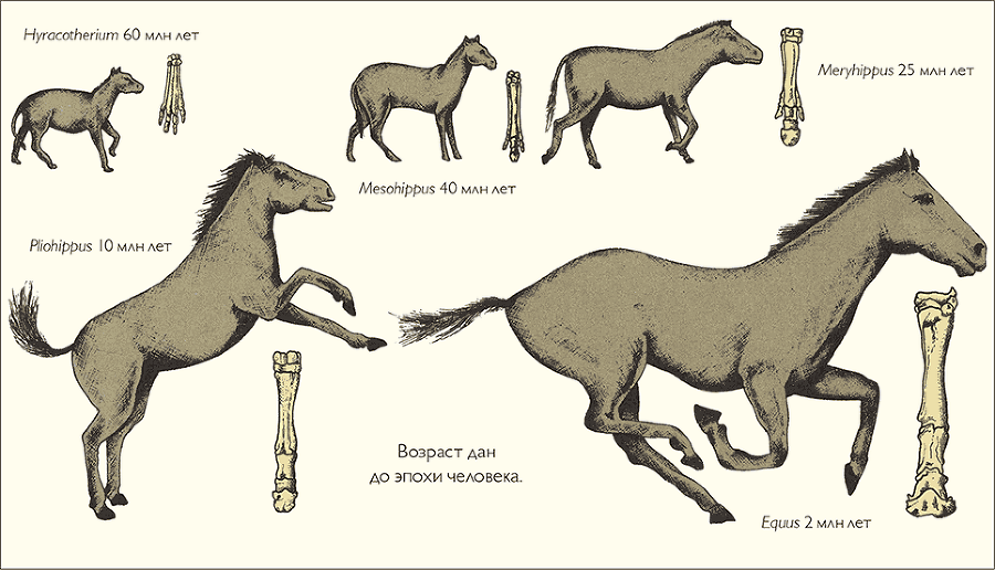 После человека. Зоология будущего - i_011.png