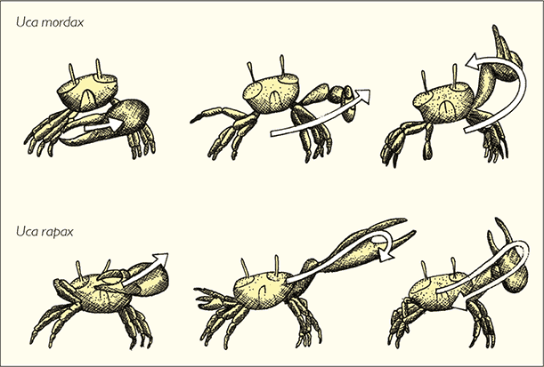 После человека. Зоология будущего - i_016.png