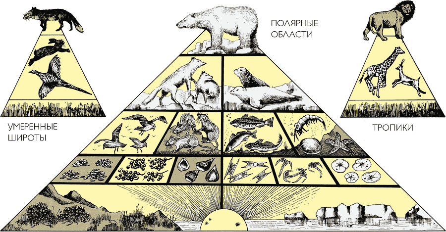 После человека. Зоология будущего - i_020.png