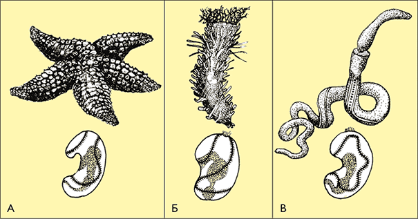 После человека. Зоология будущего - i_026.png