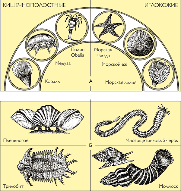 После человека. Зоология будущего - i_027.png