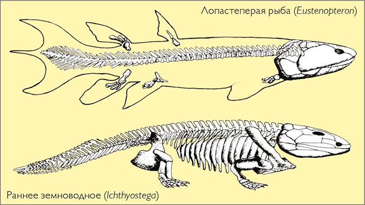 После человека. Зоология будущего - i_028.png