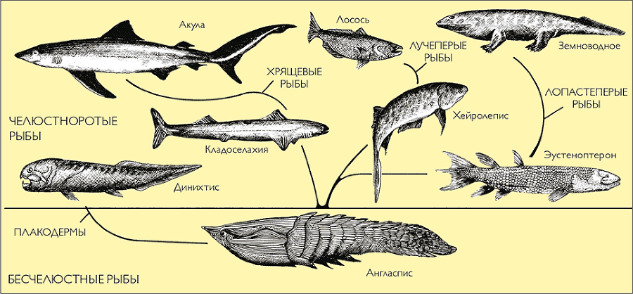 После человека. Зоология будущего - i_029.png