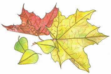 «Волшебные места, где я живу душой…» Пушкинские сады и парки - i_042.jpg