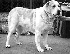 Среднеазиатская овчарка - _004.jpg