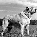 Среднеазиатская овчарка - _005.jpg