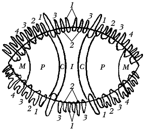 Среднеазиатская овчарка - _008.png