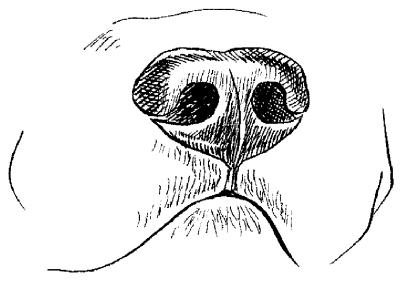 Среднеазиатская овчарка - _009.png