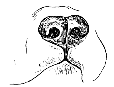 Среднеазиатская овчарка - _010.png