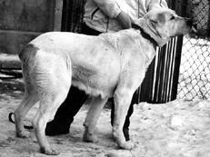 Среднеазиатская овчарка - _011.jpg