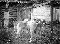 Среднеазиатская овчарка - _012.jpg