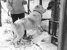 Среднеазиатская овчарка - _013.jpg