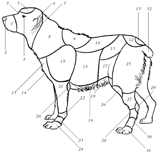 Среднеазиатская овчарка - _014.png