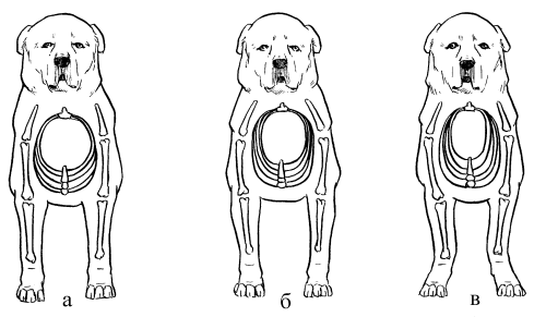 Среднеазиатская овчарка - _016.png