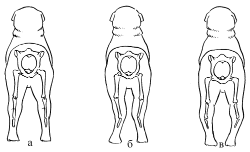 Среднеазиатская овчарка - _017.png