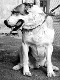 Среднеазиатская овчарка - _018.jpg