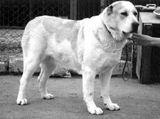 Среднеазиатская овчарка - _019.jpg