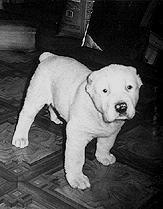 Среднеазиатская овчарка - _021.jpg