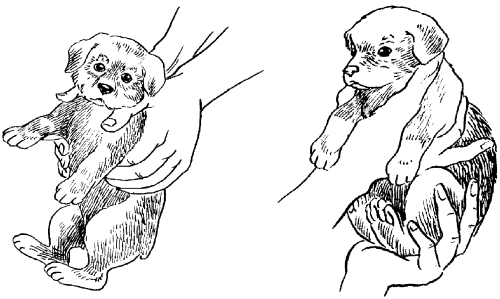 Среднеазиатская овчарка - _023.png