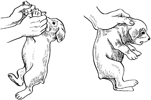 Среднеазиатская овчарка - _024.png