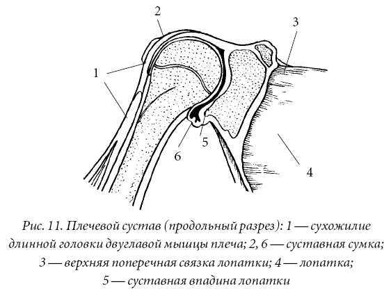 Лечение спины и суставов. Лучшие рецепты народной медицины от А до Я - pic11.jpg