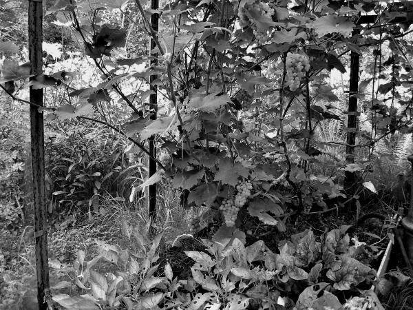 Виноград вашего сада в средней полосе России - _04.jpg