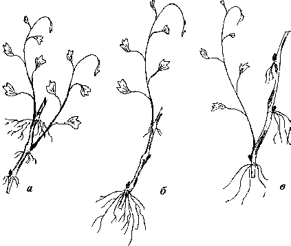 Виноград вашего сада в средней полосе России - _06.png