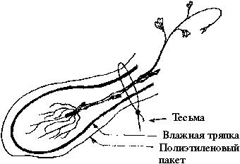 Виноград вашего сада в средней полосе России - _07.png