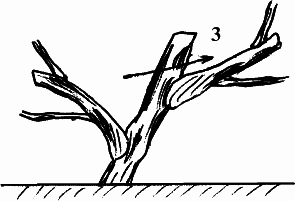 Виноград, малина, смородина, крыжовник и другие ягоды - _040_1.png