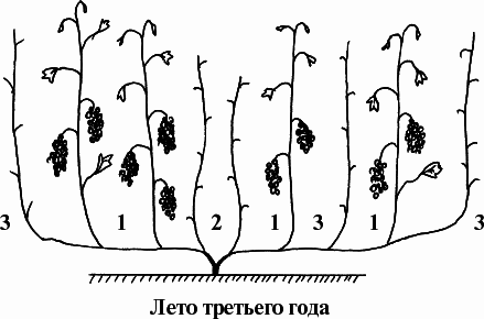 Виноград, малина, смородина, крыжовник и другие ягоды - _045_2.png