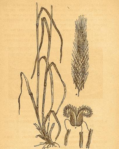 Почему цветут цветы - _17.jpg