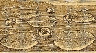 Почему цветут цветы - _18.jpg