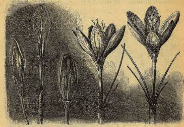 Почему цветут цветы - _21.jpg