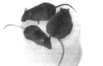 ГенЭтика или Рожать нельзя клонировать - doc2fb_image_02000005.jpg