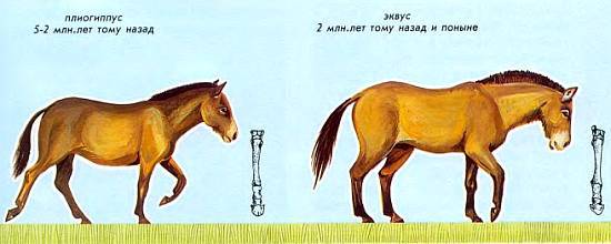 Лошади - _05.jpg