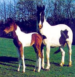 Лошади - _20.jpg