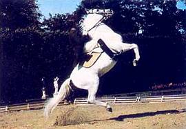 Лошади - _41.jpg